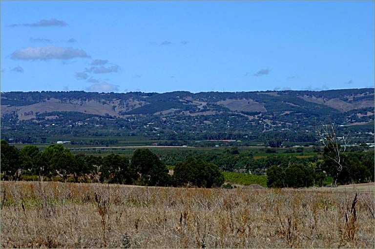 The Willunga scarp with vines