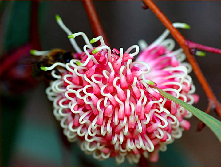 Autumn flowers  -  Australian native plants.
