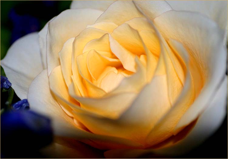 Close up of an opening rose