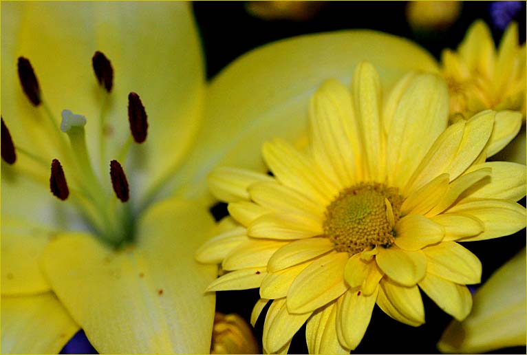 Lily and chrysanthemum