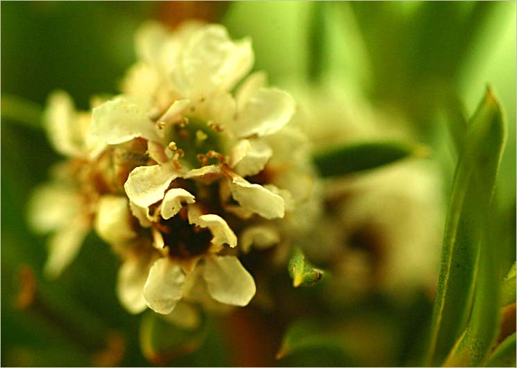 Thryptomene