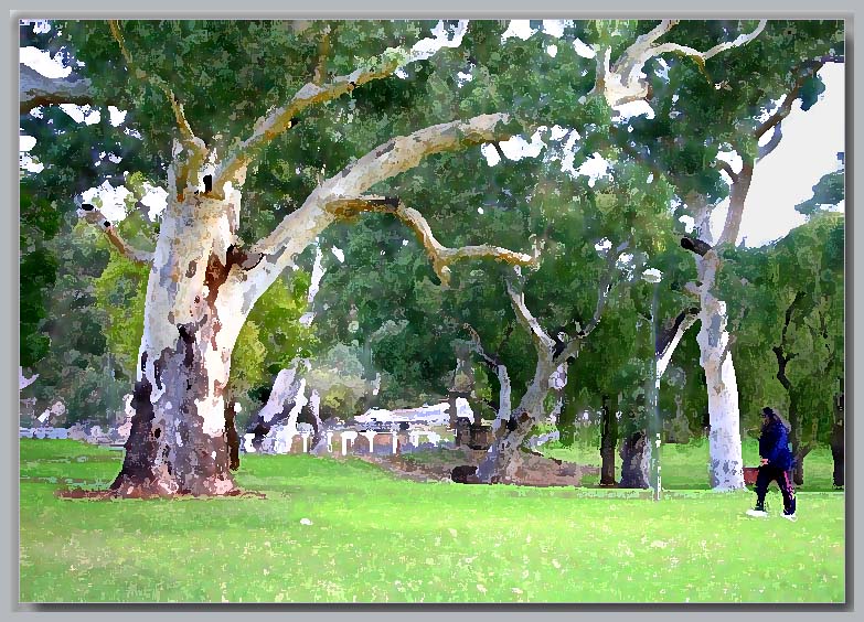 Ancient trees in the park