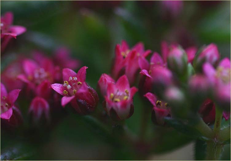 Tiny flowering succulent
