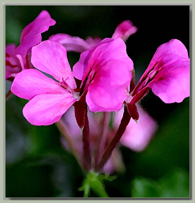 Pink ivy pelargonium
