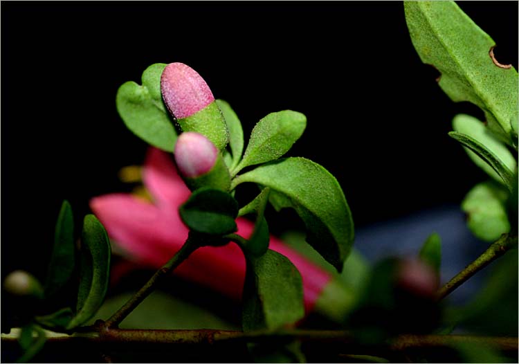 Correa buds