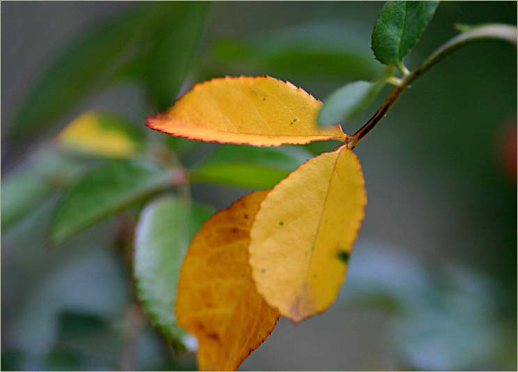 Pink Meillandecor - autumn leaves
