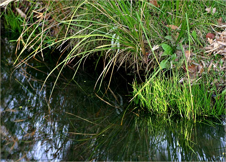 On the edges of Chambers Creek, Weymouth Oval