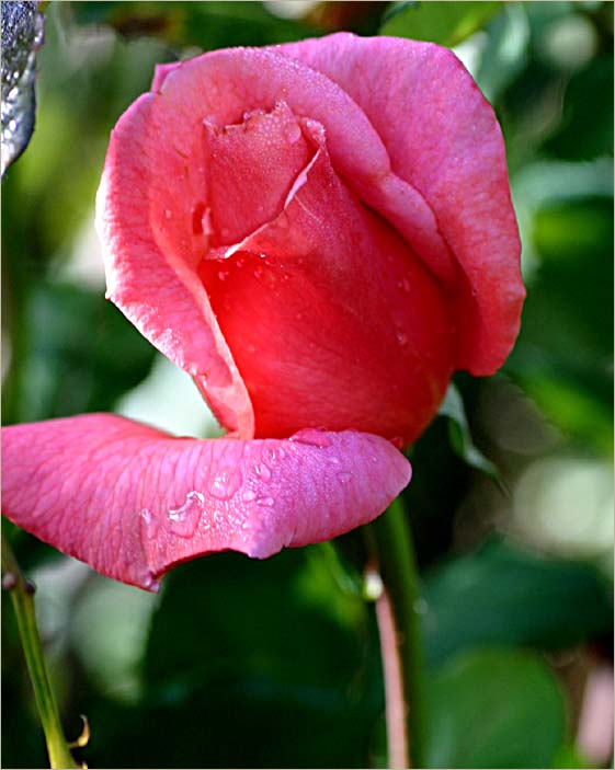 Fragrant Delight