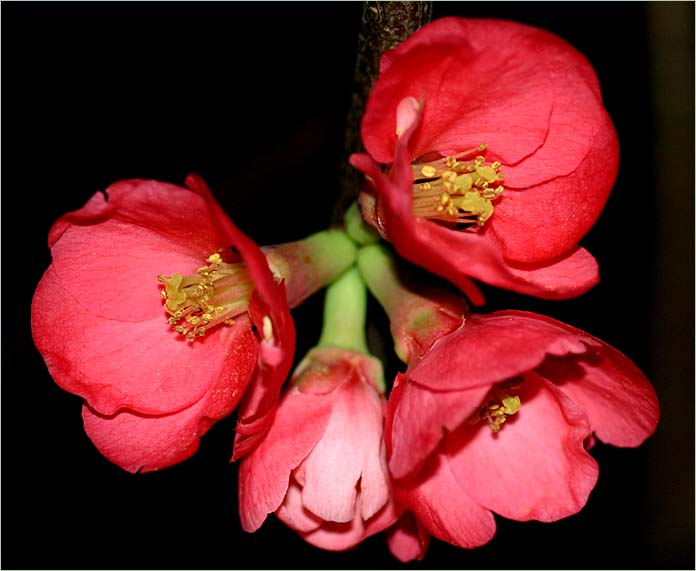 Flowering Quince - Japonica - Chaenomeles