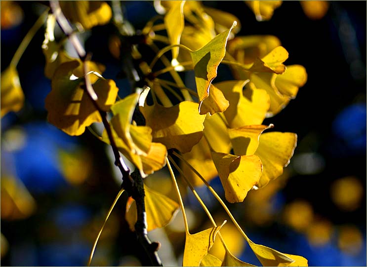 The golden Ginkgo leaves still hanging on