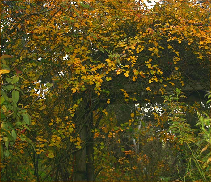 Coloured leaves on the archway