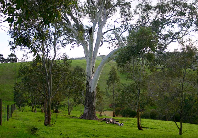 Ancient tree in the big horse paddock