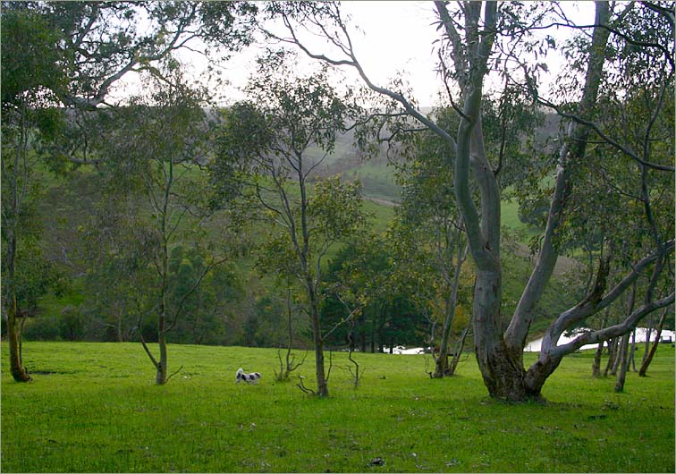 Out in the big horse paddock