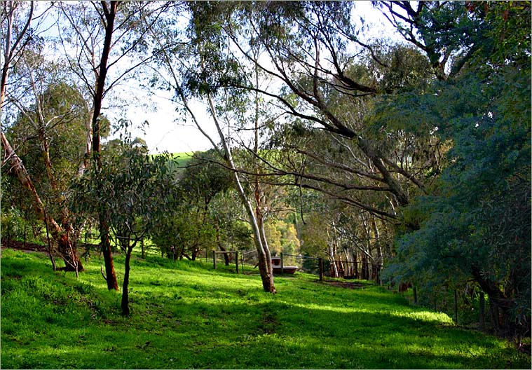 Our dam &  horse paddocks