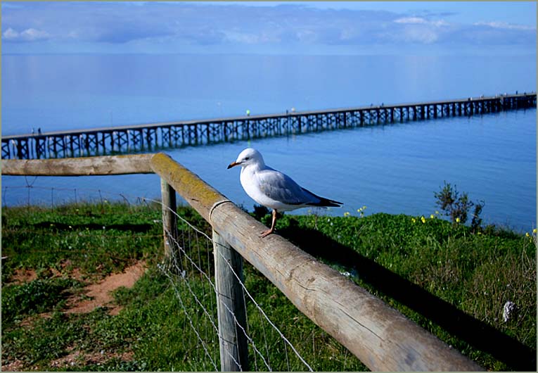 Sea-gull on the rail