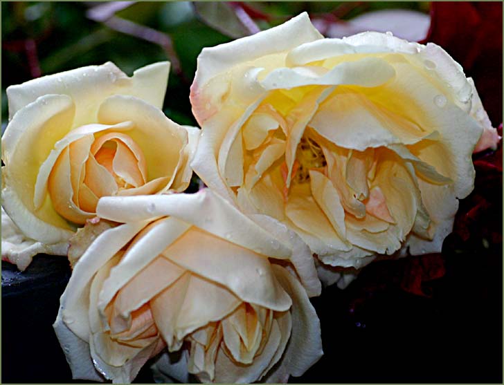 Old tea roses