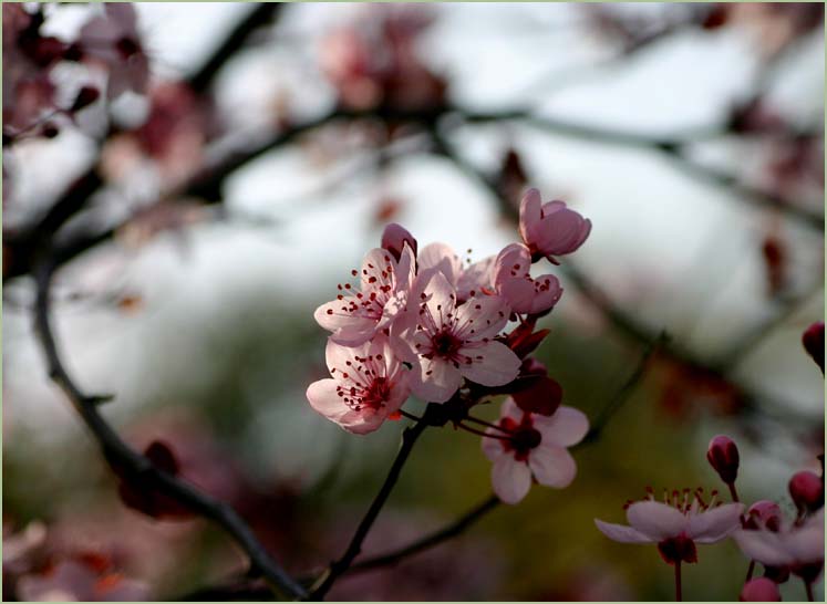 Plum blossom