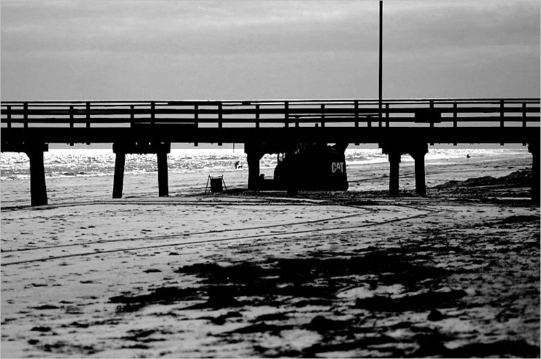 A cat on the beach - Grange
