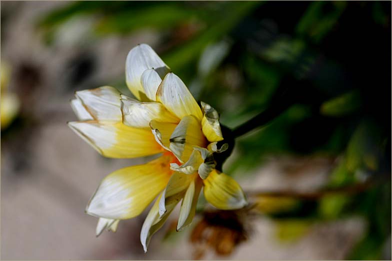 Gazania