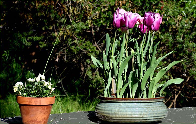Tulips in a bowl