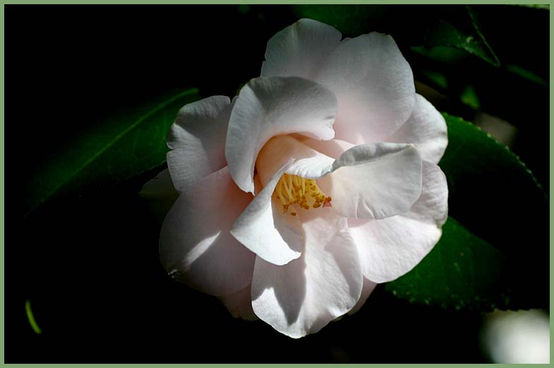 Magnolia E. Flora (camellia)