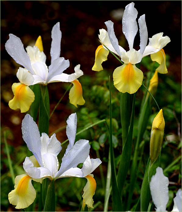 Dutch Iris