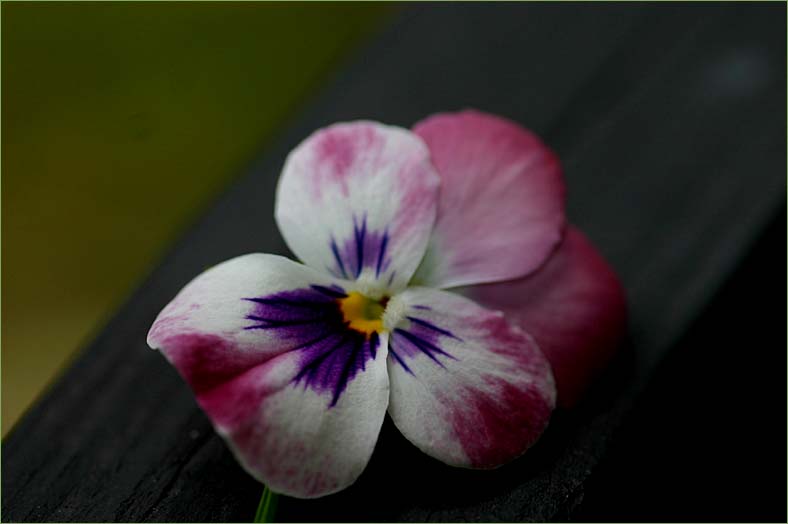 Pink viola