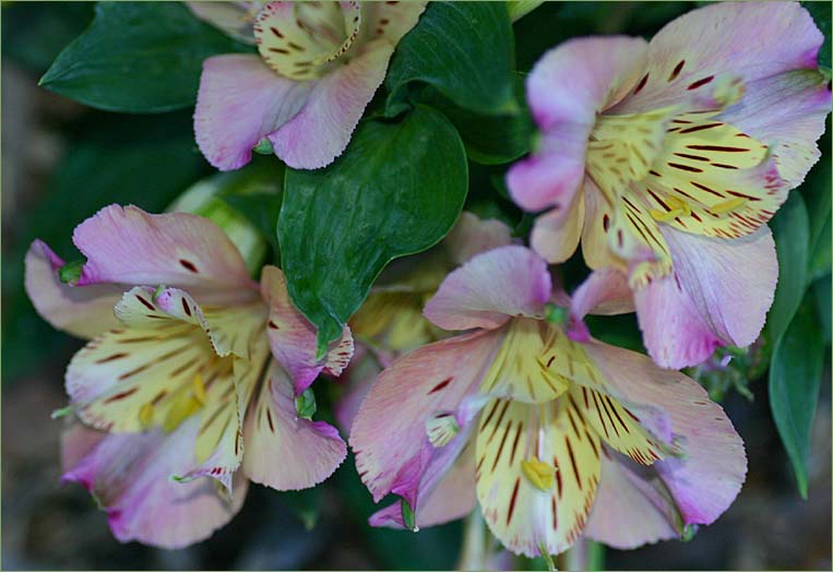 Princess Lilies - Sissi