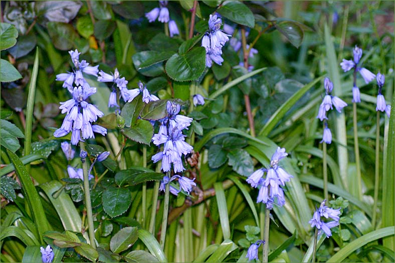 Bluebells in the rose garden