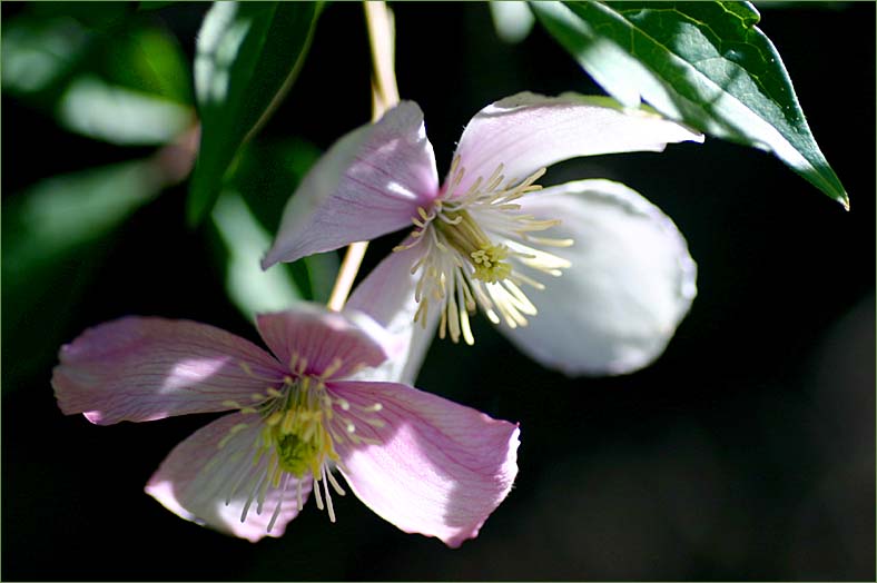 Clematis montana pink