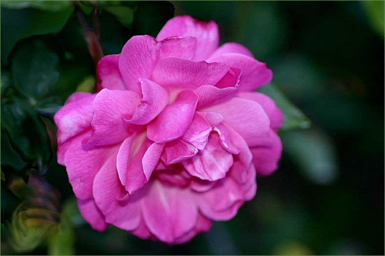 Old Blush