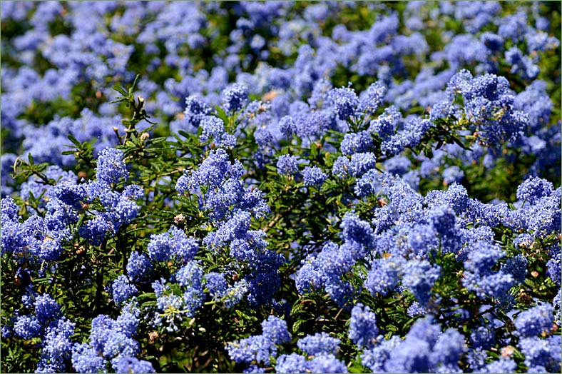 Ceanothus