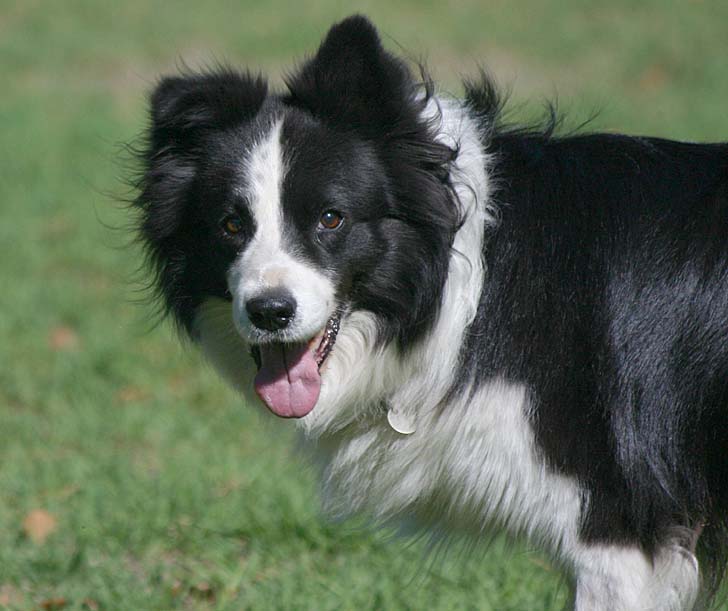 Micky the dog who survived the snakebite