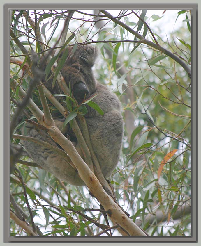 Asleep in the treetops