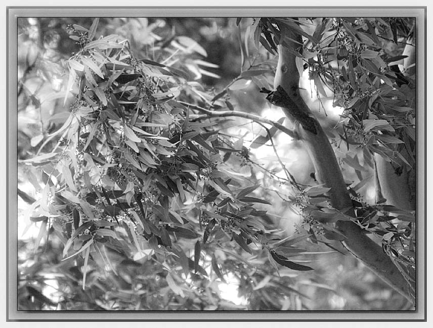 Gum leaves and flowerbuds