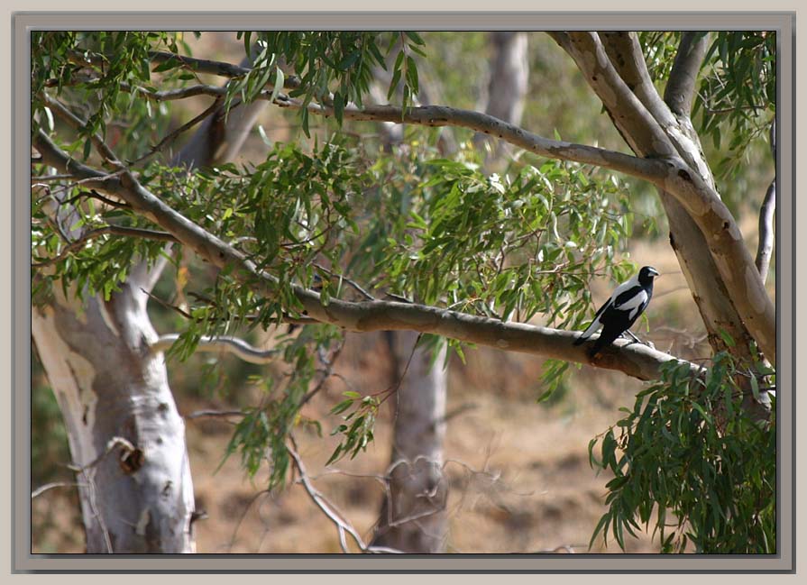Magpie in a gumtree