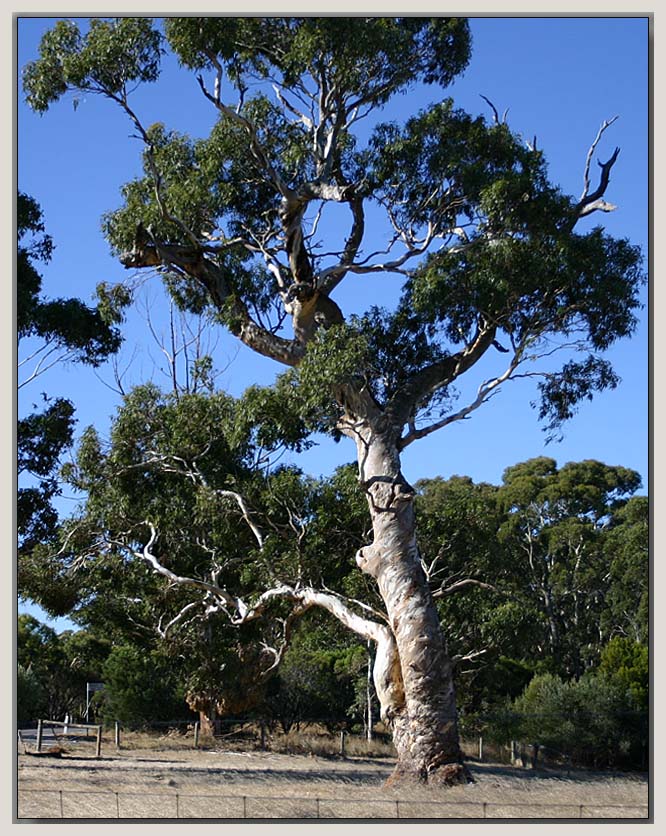 Twisted trunk 