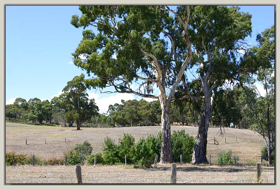 Bakers Gully farm