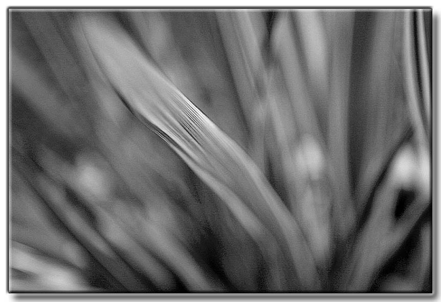 Almost white fronds