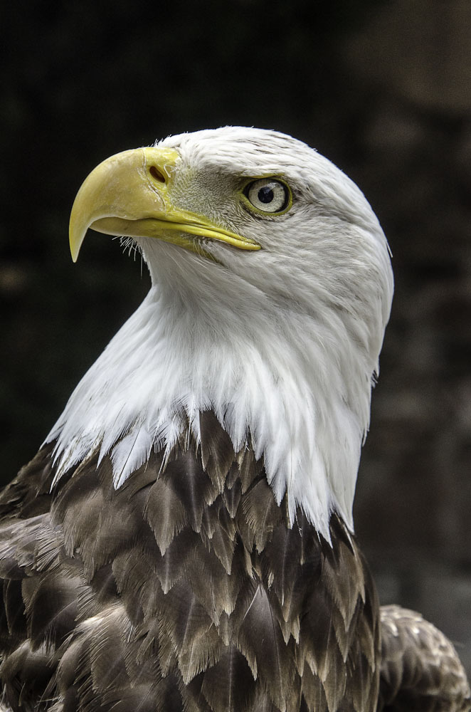 les rapaces du Haut koenigsbourg