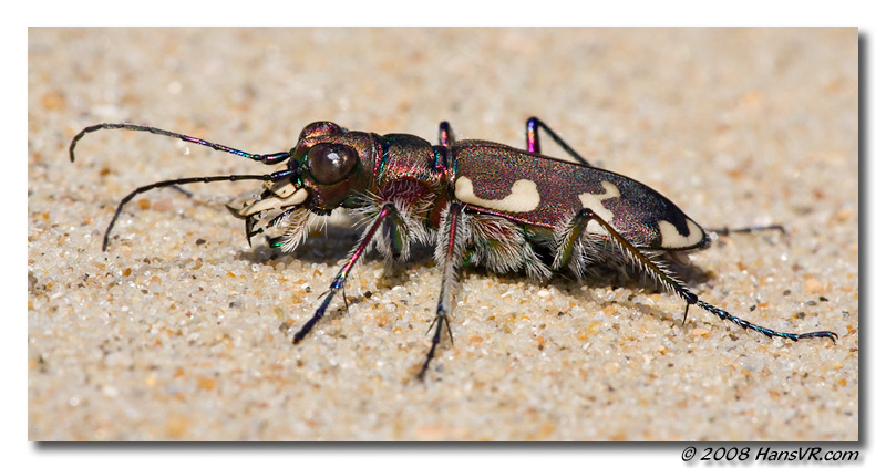 Cicindela hybrida