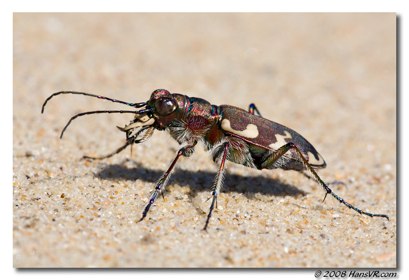 Cicindela hybrida