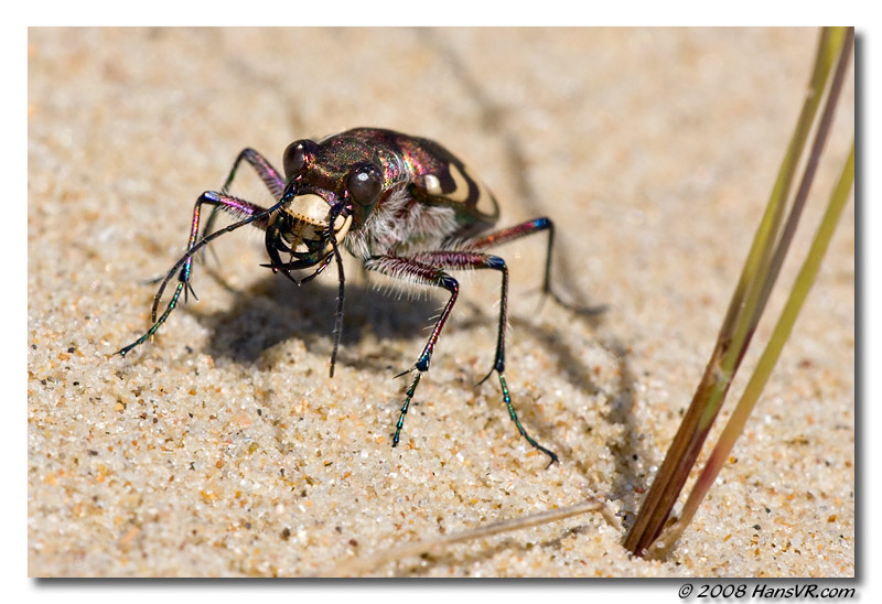 Cicindela hybrida