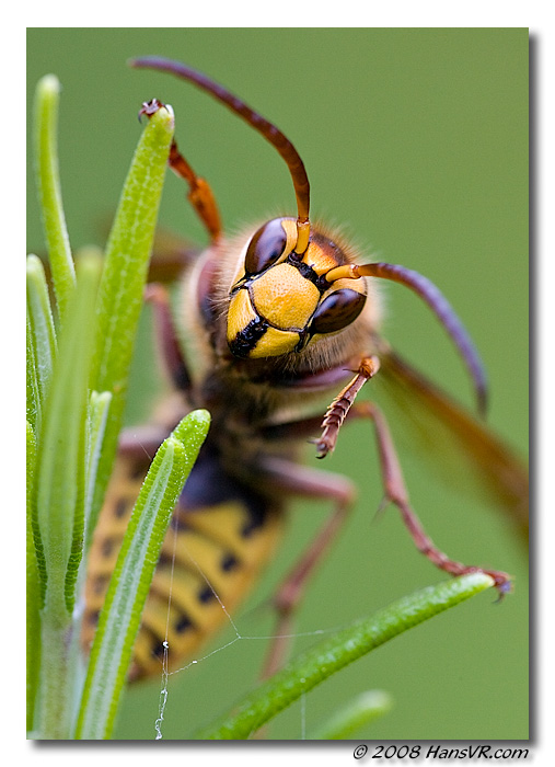 Vespa crabro