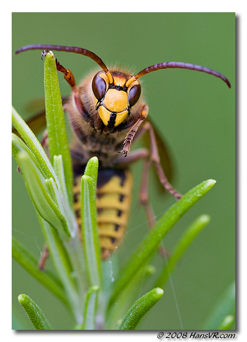Vespa crabro
