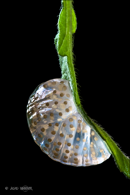 Limnephilus flavicornis eggs