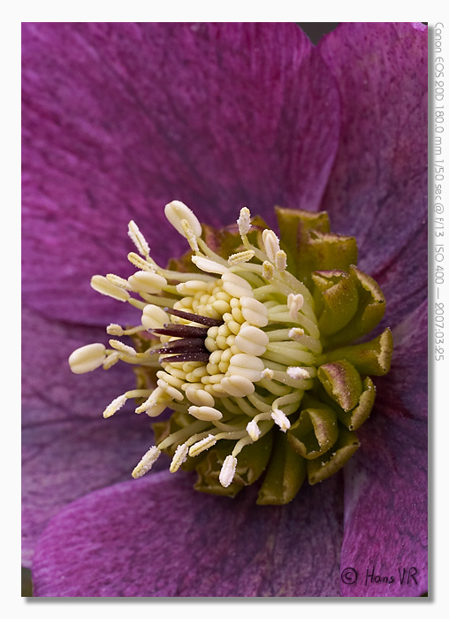 Helleborus sp.