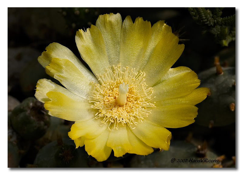 Opuntia ...