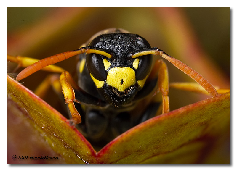 Polistes dominulus (female)