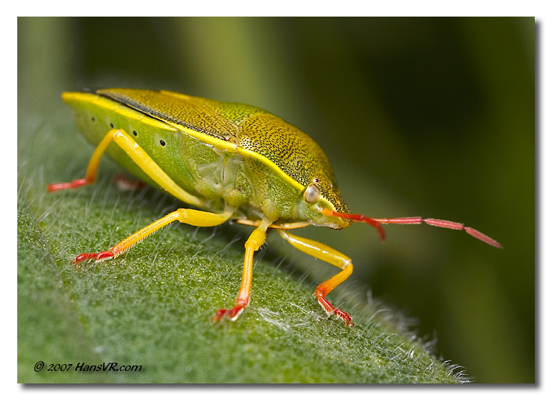 Piezodorus lituratus